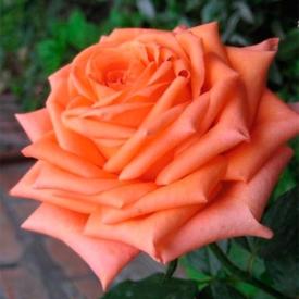 Роза чайно-гибридная Эльдорадо С3,5