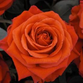 Роза флорибунда Ориндж Пассион С3,5