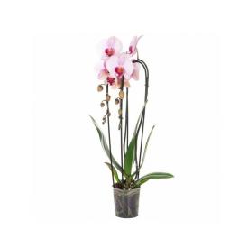 Орхидея Фаленопсис Каскад микс 1 ст d12 см