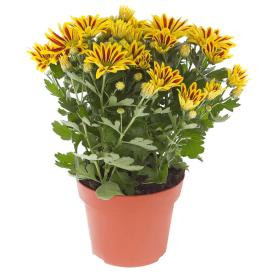 Хризантема Биколор микс d12 см