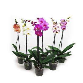 Орхидея Фаленопсис Люкс микс 1 ст d12 см