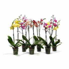 Орхидея Фаленопсис Люкс микс 2 ст d12 см