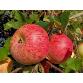 Яблоня полукарлик осенняя Штрейфлинг (Осеннее полосатое) ЗКС