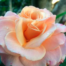 Роза чайно-гибридная Оу Хэппи Дэй V2