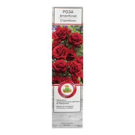Роза флорибунда Стромболи ц/к