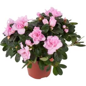 Азалия Индика микс d10,5 cм