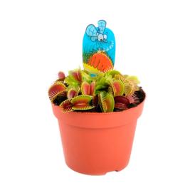 Дионея Мусципула d9