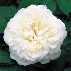Роза английская Винчестер Кэсидрал C10