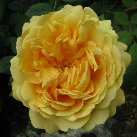 Роза английская Голден Селебрэйшн C10