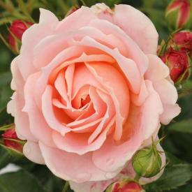 Роза флорибунда Кремоза C7 h30-40 см