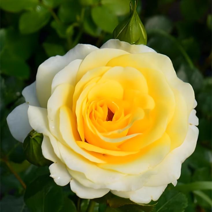 Роза флорибунда Санмейд C7 h30-40 см