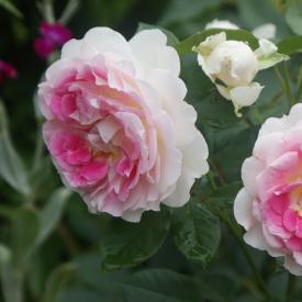 Роза чайно-гибридная Гернси h30-40 см