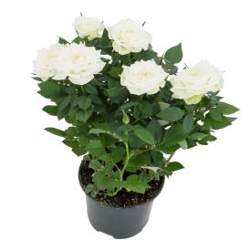 Роза кордана Аляска белая d10 см