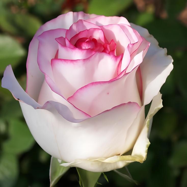 Роза чайно-гибридная Бела вита С7