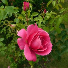 Роза чайно-гибридная Высоцкий С7