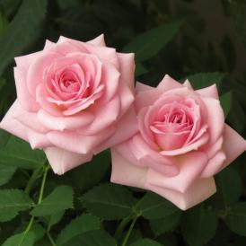 Роза чайно-гибридная Светлана С7