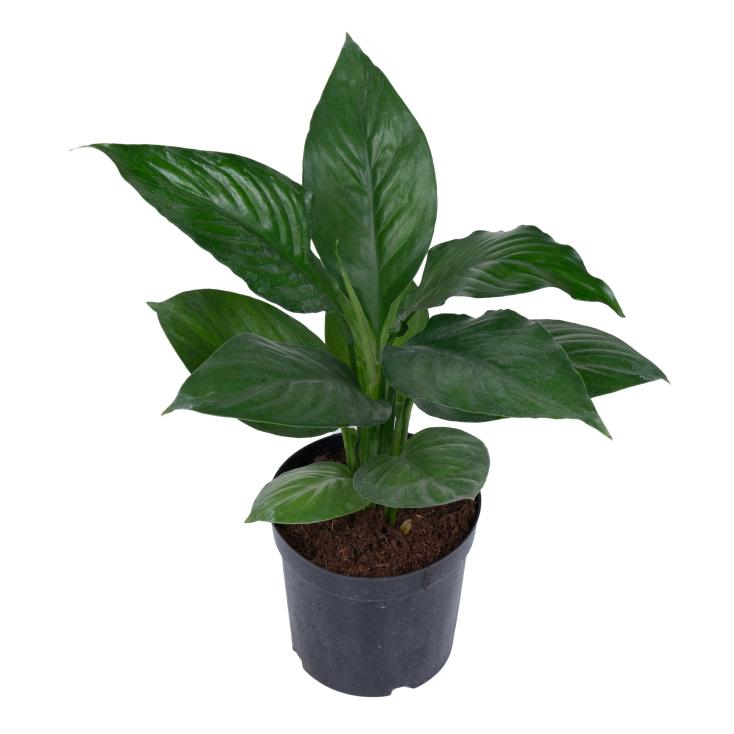 Спатифиллум Сенсейшен d10 см