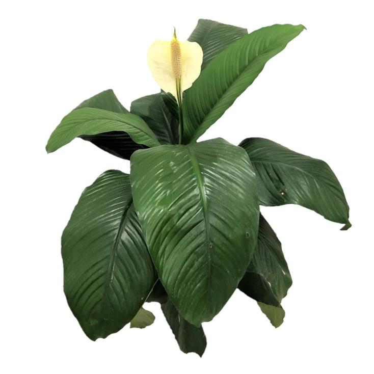 Спатифиллум Сенсейшен d10 см