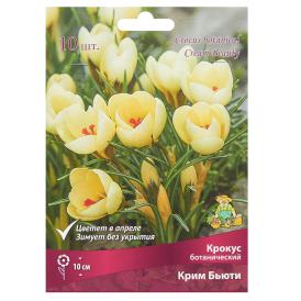 Крокус золотистый Крим Бьюти 5+ 10 шт