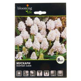 Мускари лазурные Альбум 5+ 8 шт