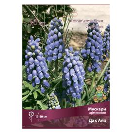 Мускари армянский Дак Айз 6-7/К 10 шт