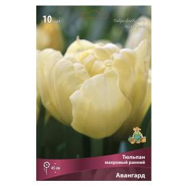 Тюльпан махровый ранний Авангард 11-12/К 10 шт