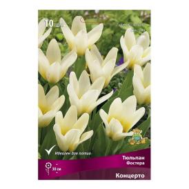 Тюльпан Фостера Концерто 10-11/К 10 шт