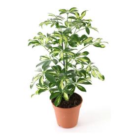 Шеффлера Древовидная d12 см