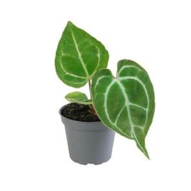 Антуриум Кристаллинум d10 см