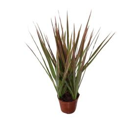 Драцена маргината Триколор d9 см