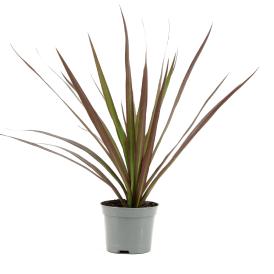 Драцена маргината Триколор d15 см