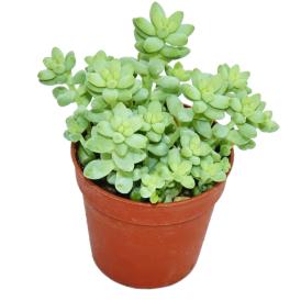 Очиток d7 см