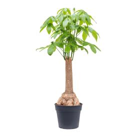 Пахира Акватика ствол на гидропонике d12 см