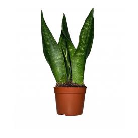 Сансевиерия Блек Даймонд d12 см