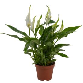 Спатифиллум микс d9-10 см