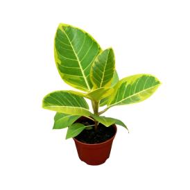 Фикус бенгаленсис Вариегата d12 см