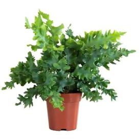 Флебодиум Давана d12 см