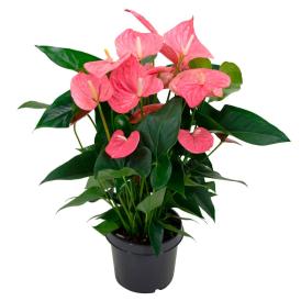 Антуриум Андреанум Беби d12 см