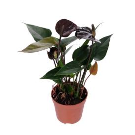 Антуриум Андреанум Блэк Париж d12 см