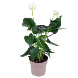 Антуриум Андреанум Кокос d12 см