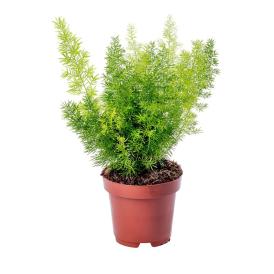 Аспарагус d15 см