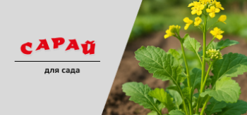 Фацелия или горчица как сидерат — что лучше?